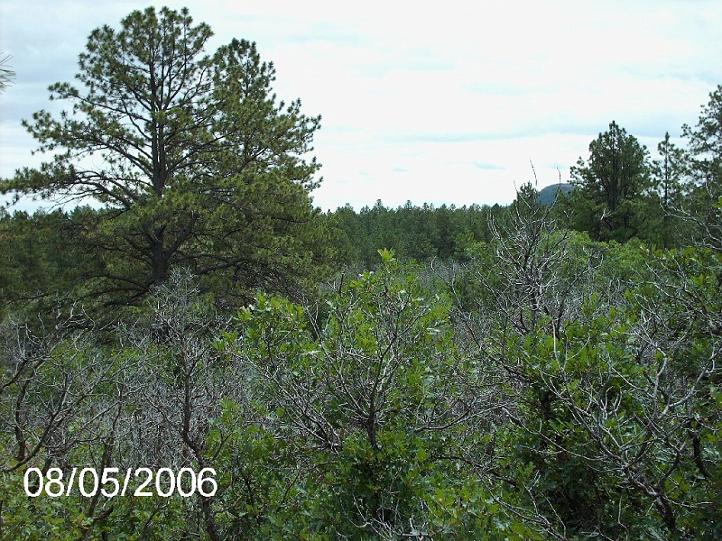 Hidden Forest 009.jpg
